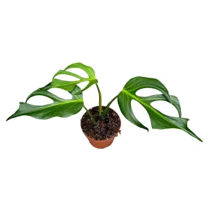 30 cm  Monstera Burle Marx Flame House Plant 17 cm Pot