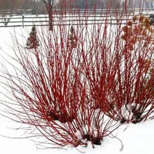 Arctic Fire Red Twig Dogwood 3