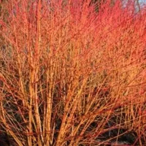 Cornus sanguinea Magic Flame (Winter Beauty) 1-2ft Bareroot