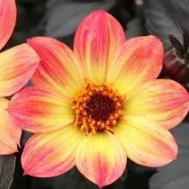 Dahlia 'H.S Flame'