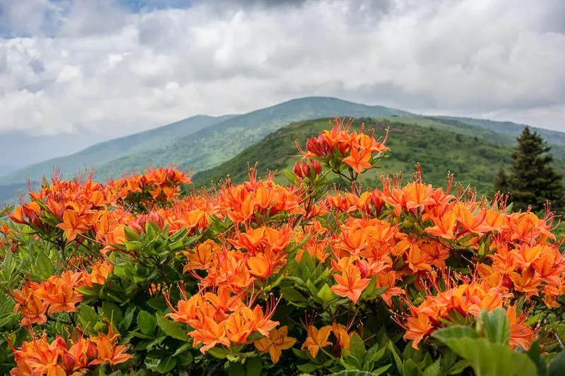 Flame Azalea