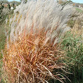 Grass: Autumn Flame Maiden - 1 Gal